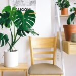 How to Refresh Your Home with Plants: Simple Steps for a Greener Space