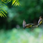 Beginner Tips for Backyard Birdwatching: A Simple Guide